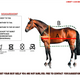 Ultimate Guide to Our Best-Selling Horse Cooler Rugs.