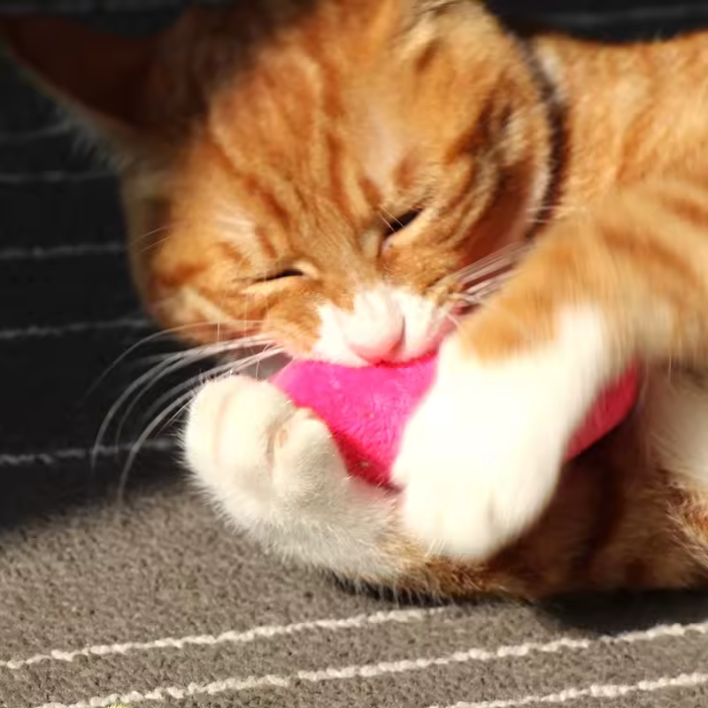 Catnip Cat Toy Plush Chew Teeth Cleaning Interactive Kitten Bite Toy