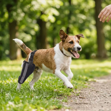 Dog Hind Leg Brace Knee Support Adjustable Joint Stabiliser Compression