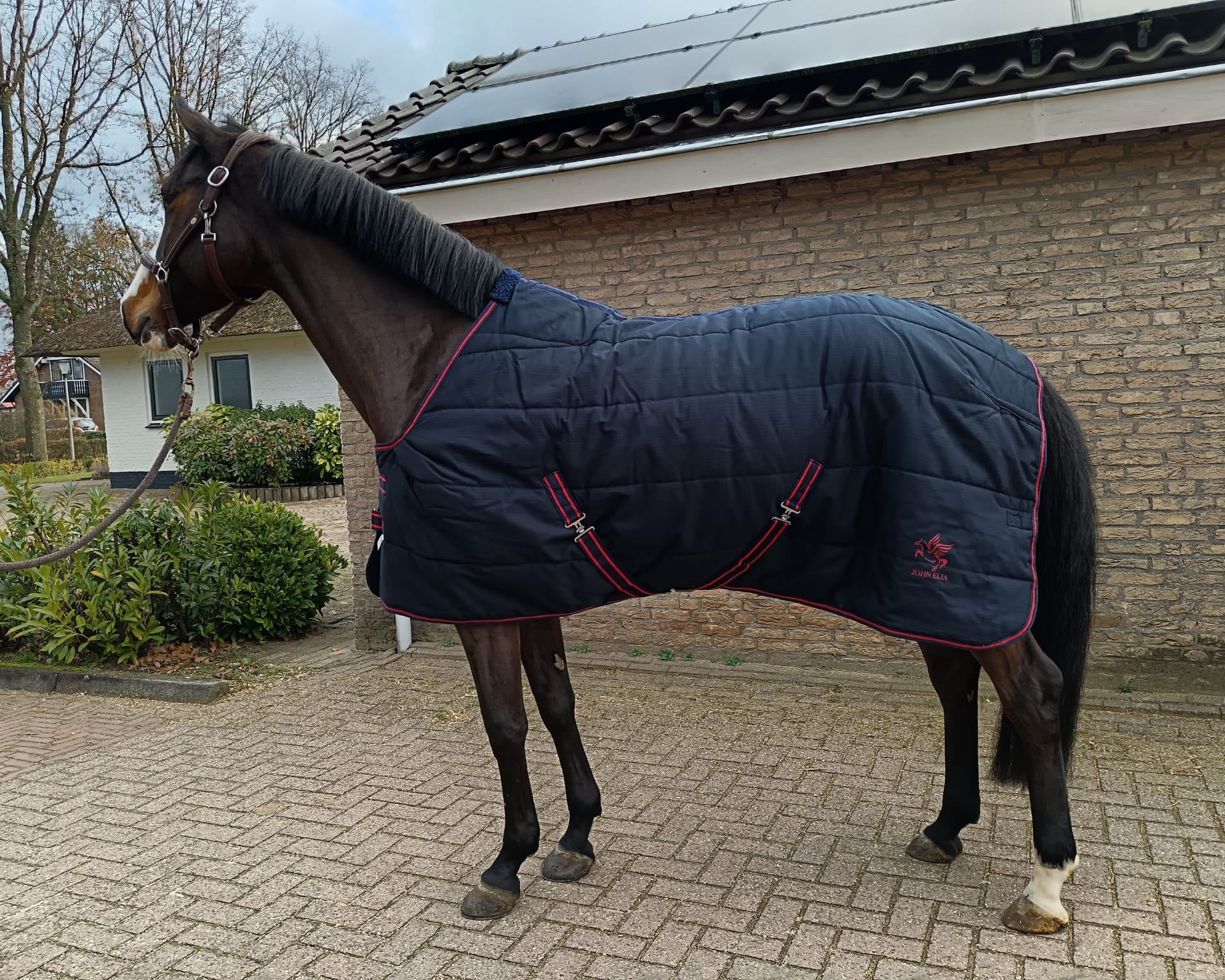Horse wearing a blue quilted blanket standing on a paved area with a building in the background.